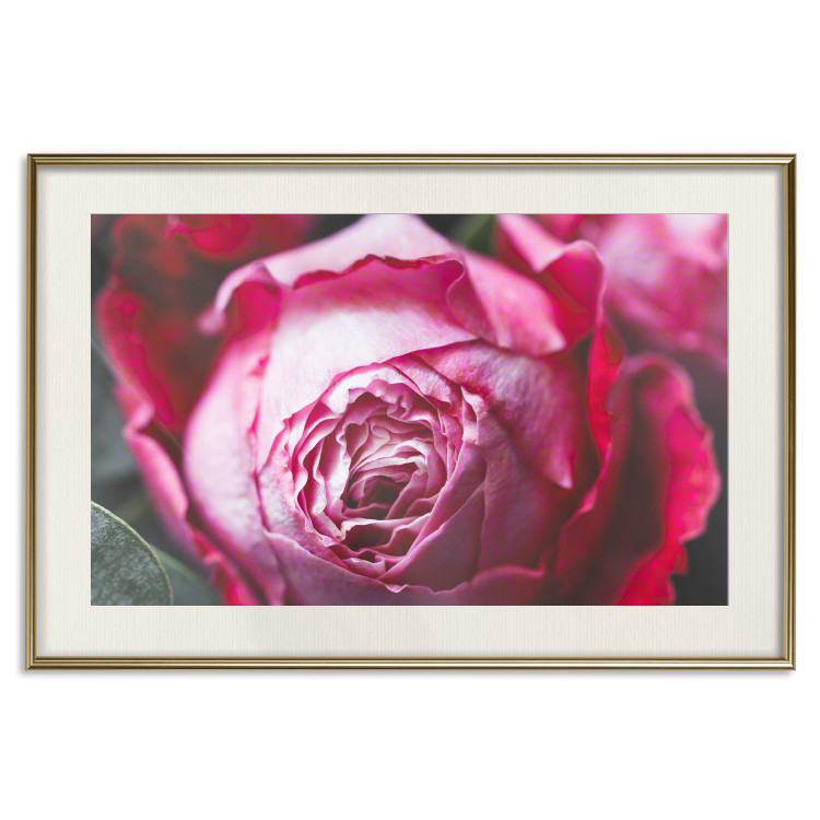 Poster Rose Geometry - composition with intense-colored rose petals 117220 additionalImage 19