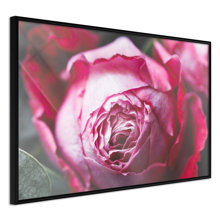 Poster Rose Geometry - composition with intense-colored rose petals 117220 additionalImage 12