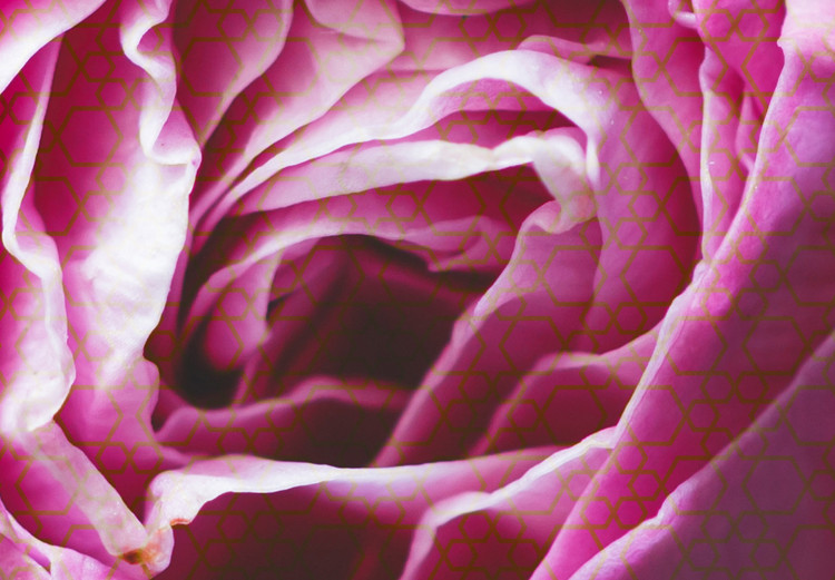 Poster Rose Geometry - composition with intense-colored rose petals 117220 additionalImage 11