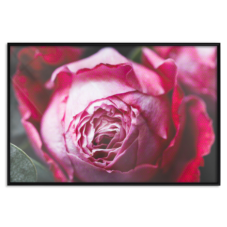 Poster Rose Geometry - composition with intense-colored rose petals 117220 additionalImage 24