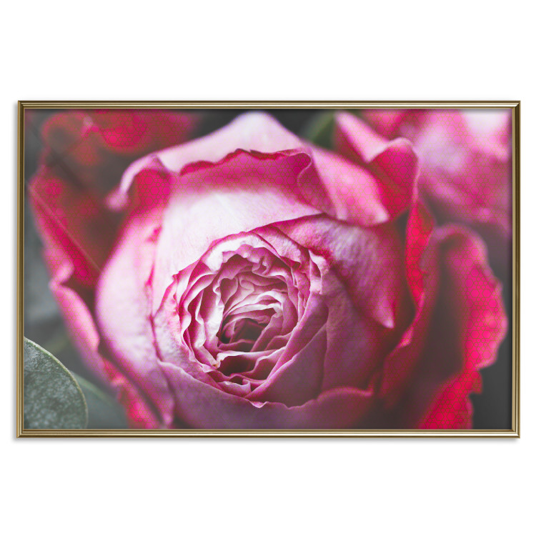 Poster Rose Geometry - composition with intense-colored rose petals 117220 additionalImage 20