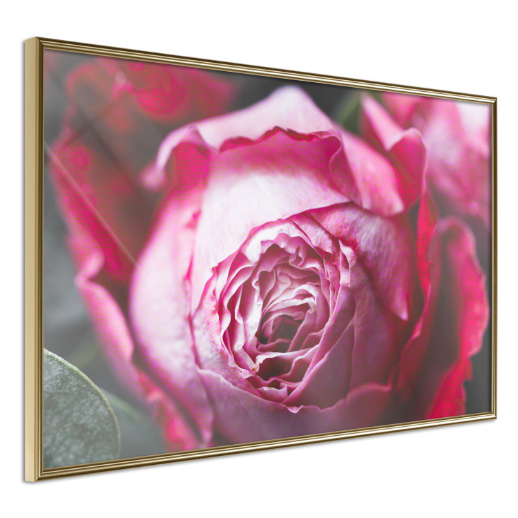 Poster Rose Geometry - composition with intense-colored rose petals 117220 additionalImage 14