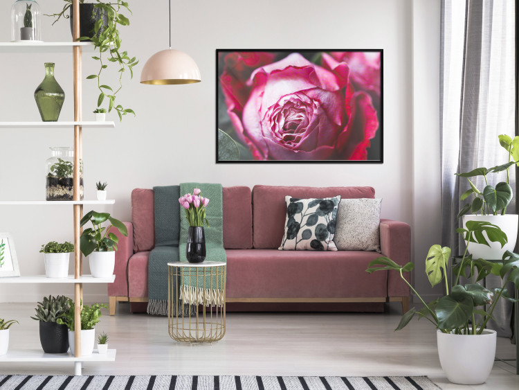 Poster Rose Geometry - composition with intense-colored rose petals 117220 additionalImage 5