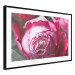 Poster Rose Geometry - composition with intense-colored rose petals 117220 additionalThumb 13