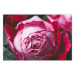 Poster Rose Geometry - composition with intense-colored rose petals 117220