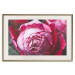 Poster Rose Geometry - composition with intense-colored rose petals 117220 additionalThumb 19