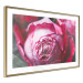 Poster Rose Geometry - composition with intense-colored rose petals 117220 additionalThumb 8