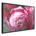Poster Rose Geometry - composition with intense-colored rose petals 117220 additionalThumb 12