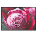Poster Rose Geometry - composition with intense-colored rose petals 117220 additionalThumb 24