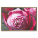 Poster Rose Geometry - composition with intense-colored rose petals 117220 additionalThumb 20