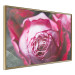 Poster Rose Geometry - composition with intense-colored rose petals 117220 additionalThumb 14