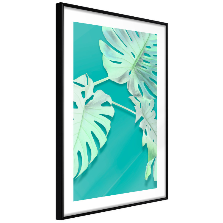 Poster Mint Monstera - green monstera leaves on a mint-colored background 122620 additionalImage 10