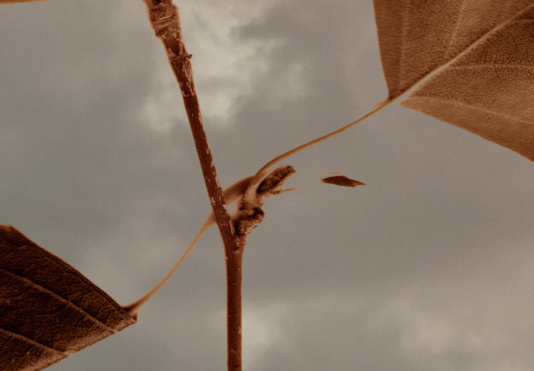 Poster September - plant with brown leaves against sky and clouds in sepia 123620 additionalImage 8