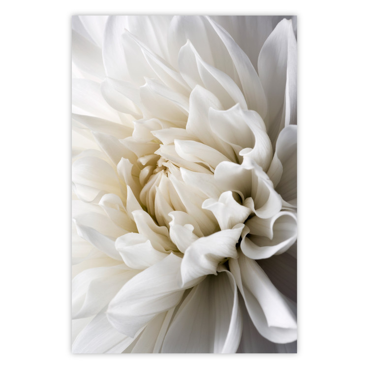 Wall Poster White Dahlia - velvety white flower of the plant with a romantic character 125720