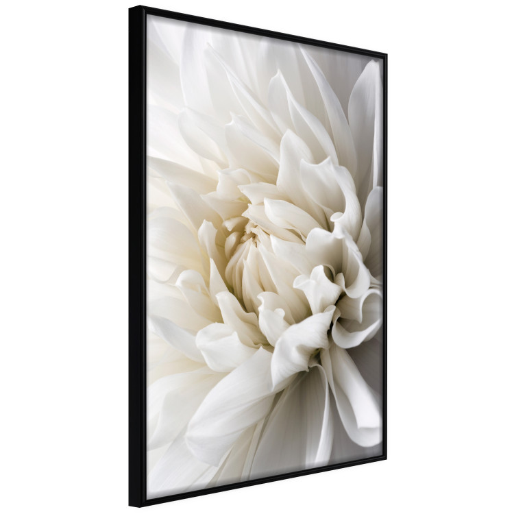 Wall Poster White Dahlia - velvety white flower of the plant with a romantic character 125720 additionalImage 12