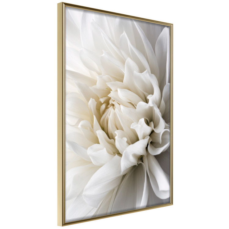 Wall Poster White Dahlia - velvety white flower of the plant with a romantic character 125720 additionalImage 14