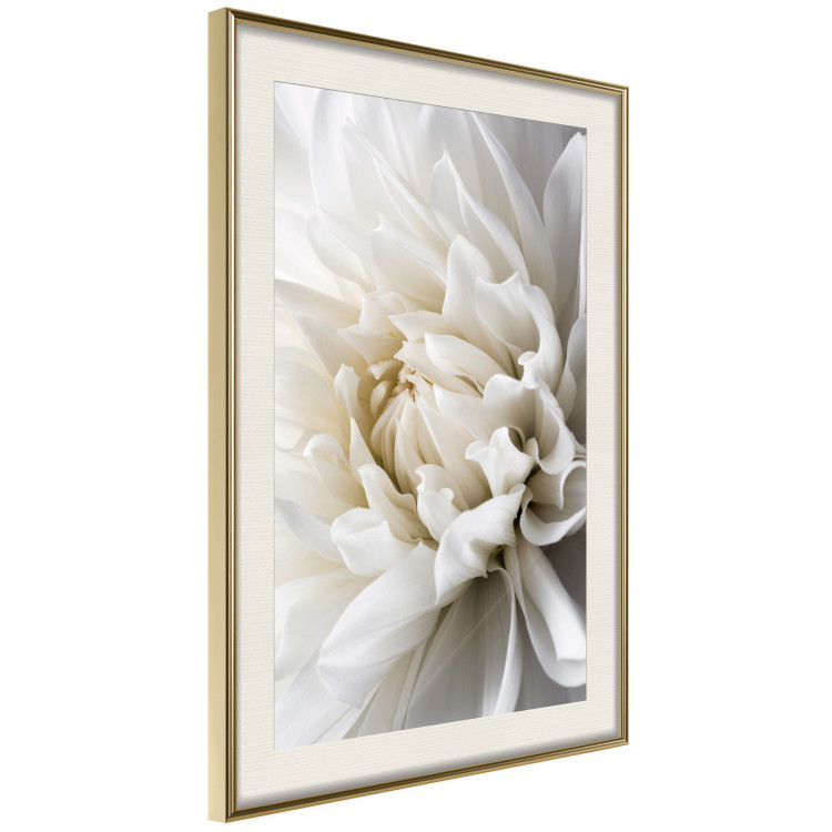 Wall Poster White Dahlia - velvety white flower of the plant with a romantic character 125720 additionalImage 2