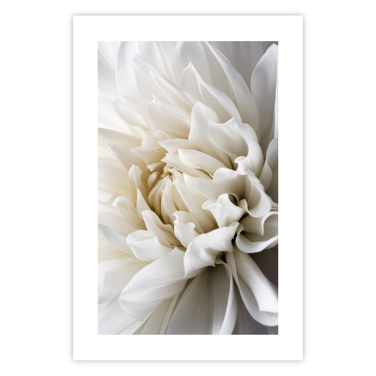 Wall Poster White Dahlia - velvety white flower of the plant with a romantic character 125720 additionalImage 25