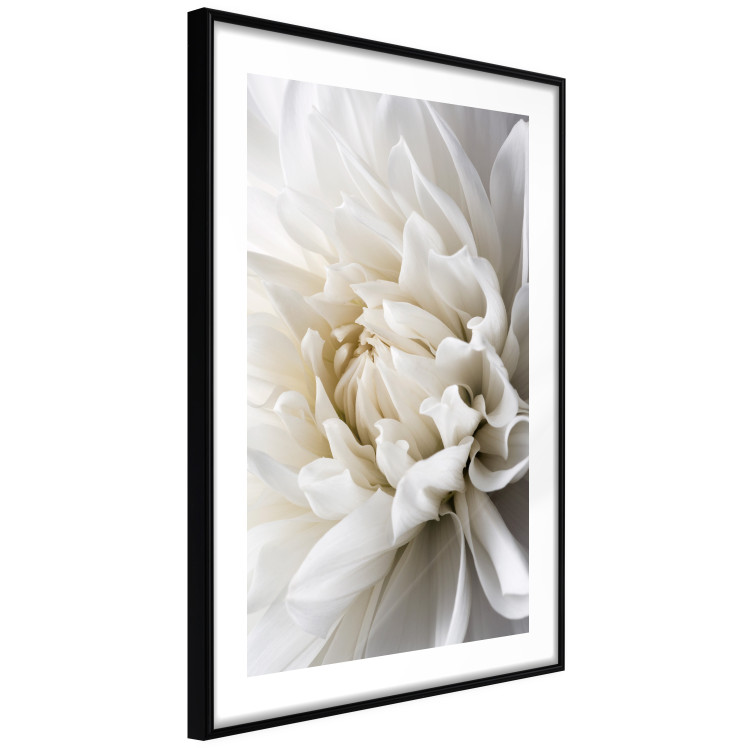 Wall Poster White Dahlia - velvety white flower of the plant with a romantic character 125720 additionalImage 13