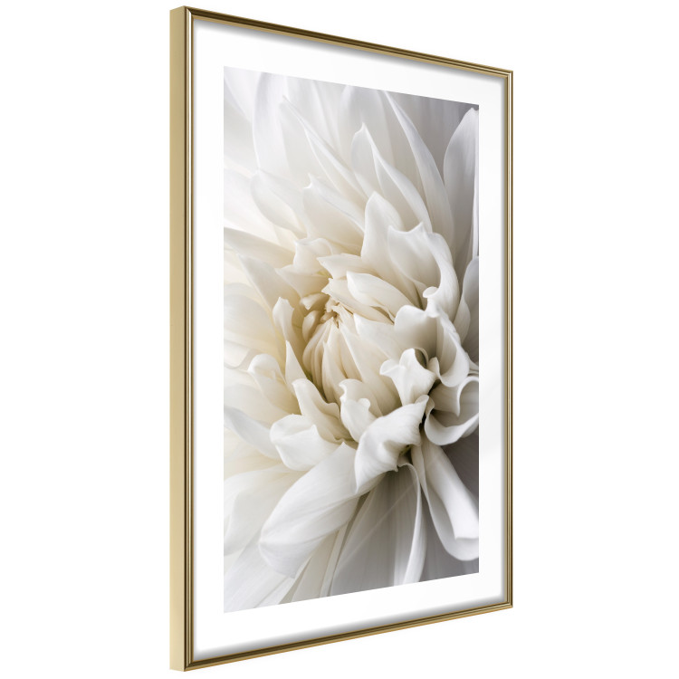 Wall Poster White Dahlia - velvety white flower of the plant with a romantic character 125720 additionalImage 8
