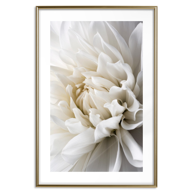 Wall Poster White Dahlia - velvety white flower of the plant with a romantic character 125720 additionalImage 16