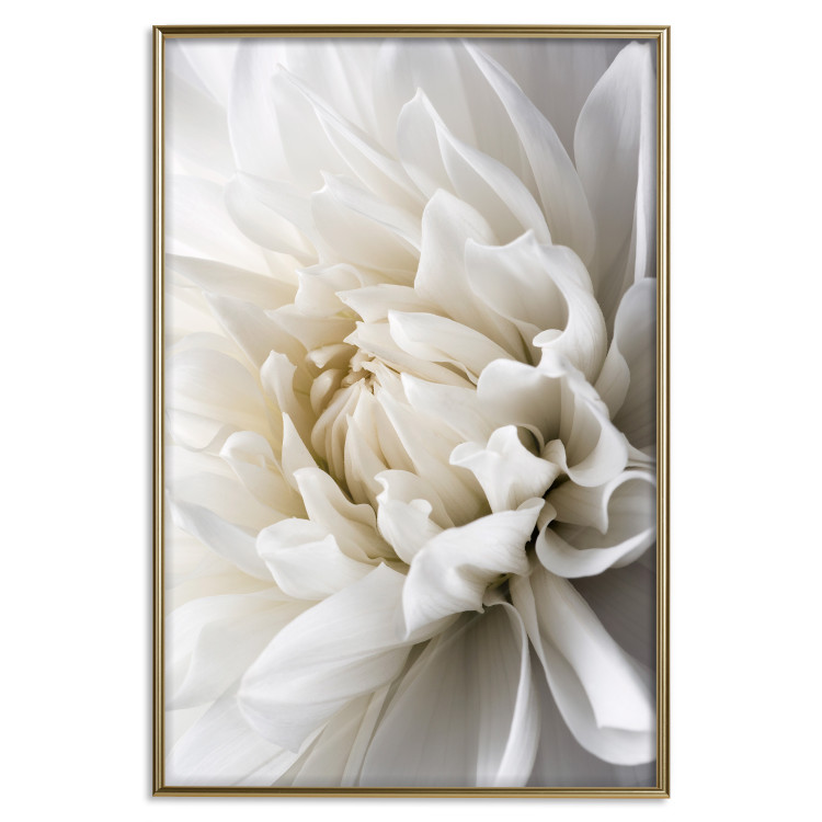 Wall Poster White Dahlia - velvety white flower of the plant with a romantic character 125720 additionalImage 16