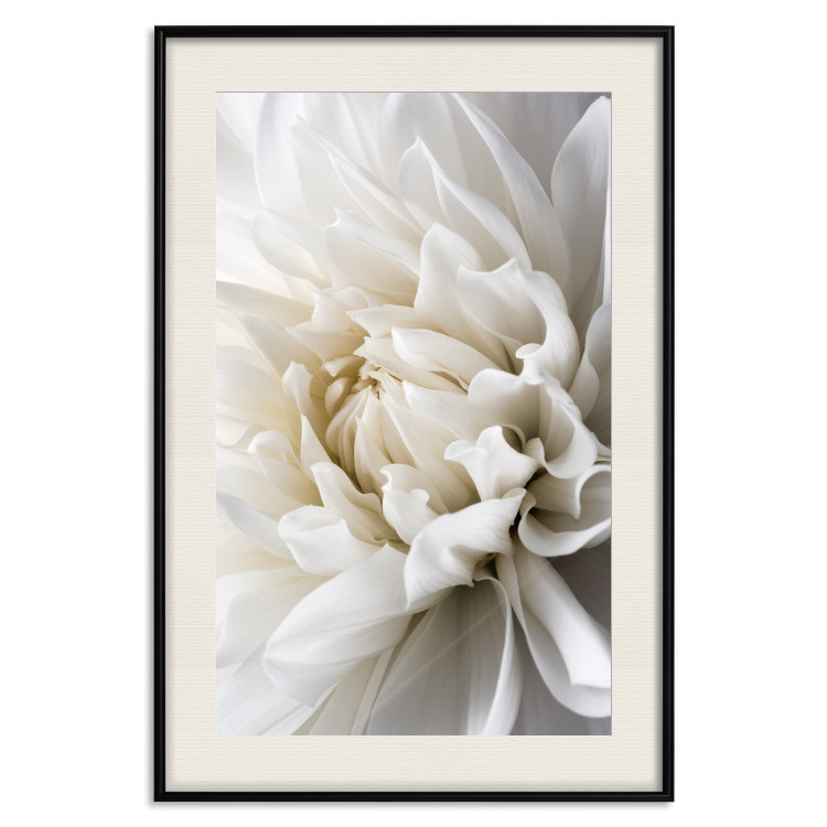 Wall Poster White Dahlia - velvety white flower of the plant with a romantic character 125720 additionalImage 18