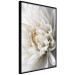 Wall Poster White Dahlia - velvety white flower of the plant with a romantic character 125720 additionalThumb 12