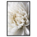 Wall Poster White Dahlia - velvety white flower of the plant with a romantic character 125720 additionalThumb 24