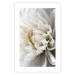 Wall Poster White Dahlia - velvety white flower of the plant with a romantic character 125720 additionalThumb 25