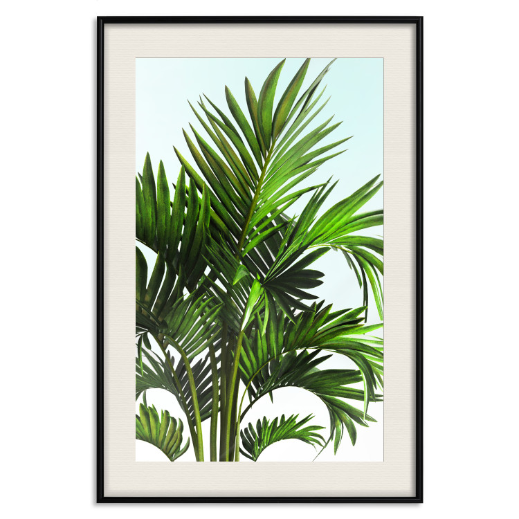 Wall Poster Holidays in Tunisia - palm tree with green leaves against a bright sky 129920 additionalImage 19