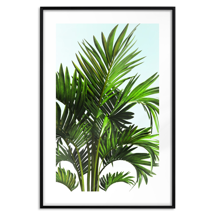 Wall Poster Holidays in Tunisia - palm tree with green leaves against a bright sky 129920 additionalImage 17