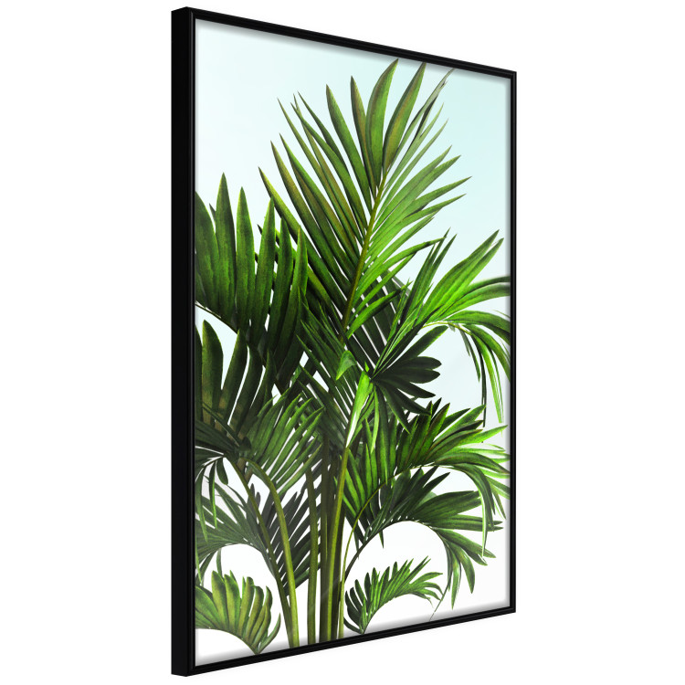 Wall Poster Holidays in Tunisia - palm tree with green leaves against a bright sky 129920 additionalImage 11