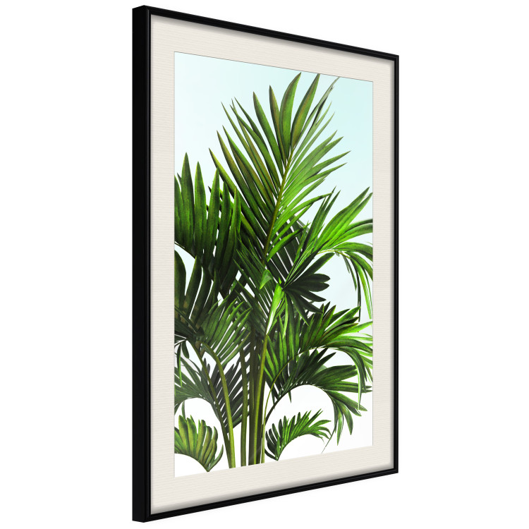 Wall Poster Holidays in Tunisia - palm tree with green leaves against a bright sky 129920 additionalImage 2