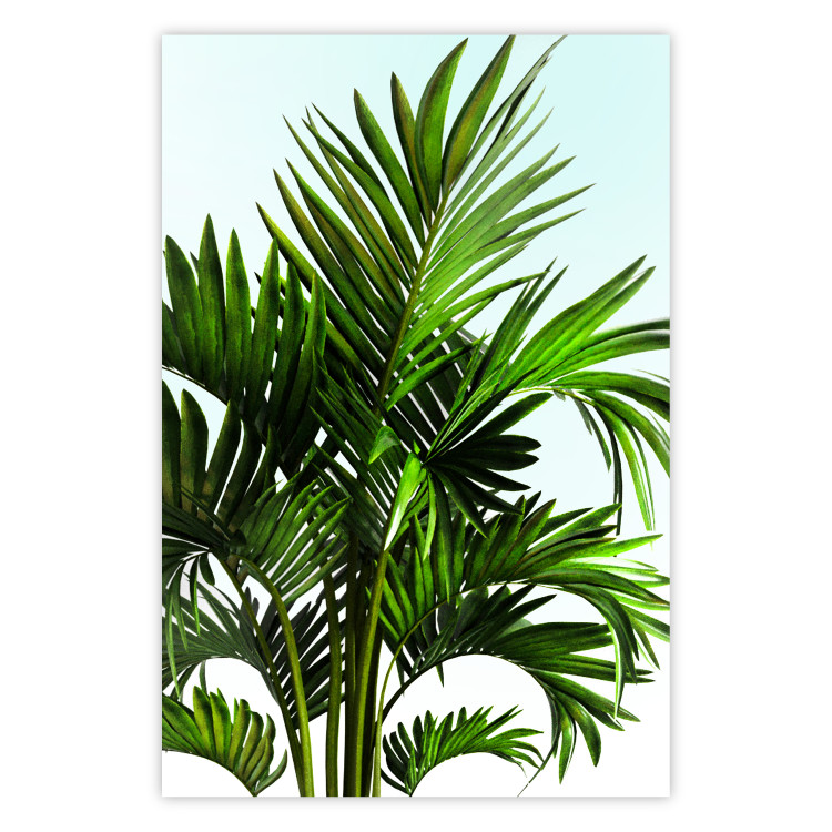 Wall Poster Holidays in Tunisia - palm tree with green leaves against a bright sky 129920