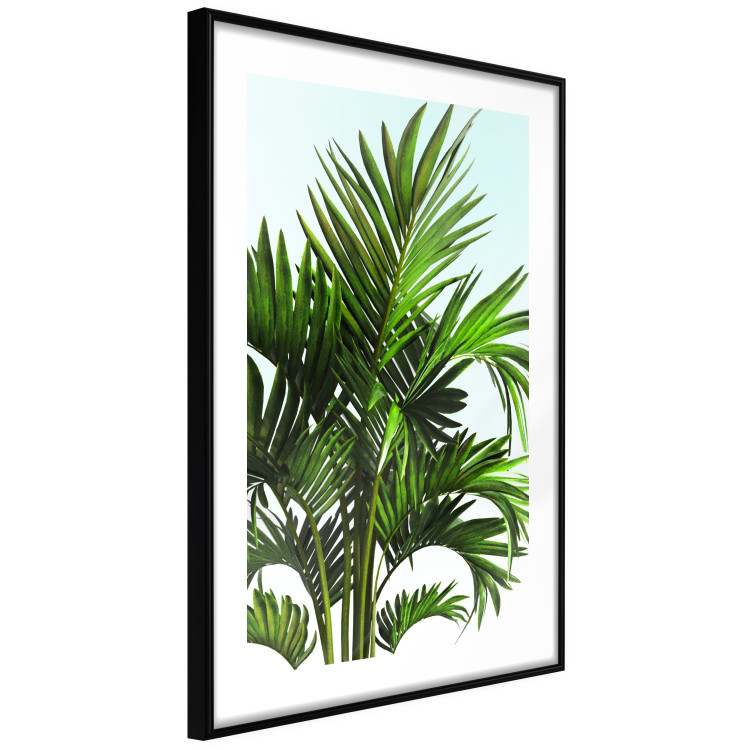 Wall Poster Holidays in Tunisia - palm tree with green leaves against a bright sky 129920 additionalImage 8