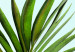 Wall Poster Holidays in Tunisia - palm tree with green leaves against a bright sky 129920 additionalThumb 11