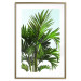 Wall Poster Holidays in Tunisia - palm tree with green leaves against a bright sky 129920 additionalThumb 14
