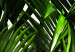 Wall Poster Holidays in Tunisia - palm tree with green leaves against a bright sky 129920 additionalThumb 10