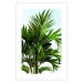 Wall Poster Holidays in Tunisia - palm tree with green leaves against a bright sky 129920 additionalThumb 19