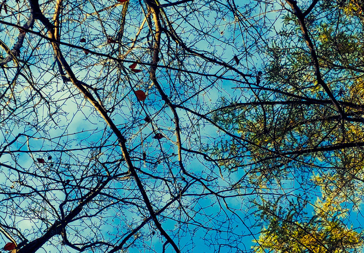 Poster Autumn sky [Poster] Horizontal 132520 additionalImage 12
