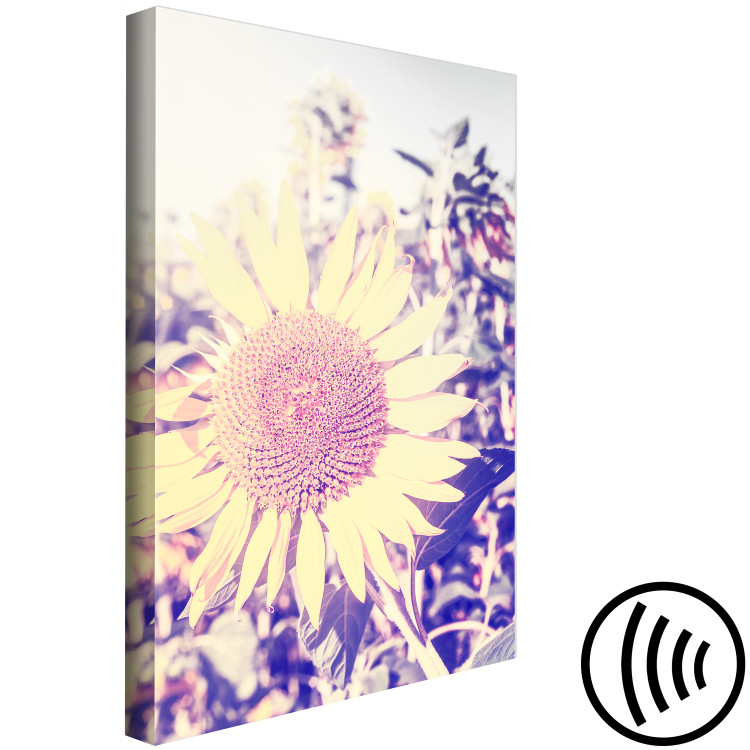 Canvas Print The memory of summer - a sunflower in a field with a purple glow 116430 additionalImage 6