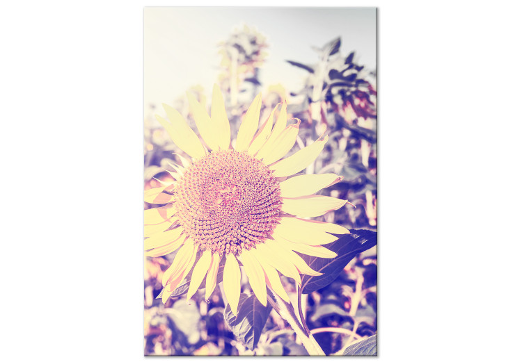 Canvas Print The memory of summer - a sunflower in a field with a purple glow 116430