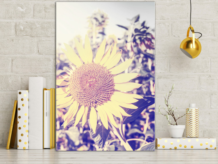 Canvas Print The memory of summer - a sunflower in a field with a purple glow 116430 additionalImage 3