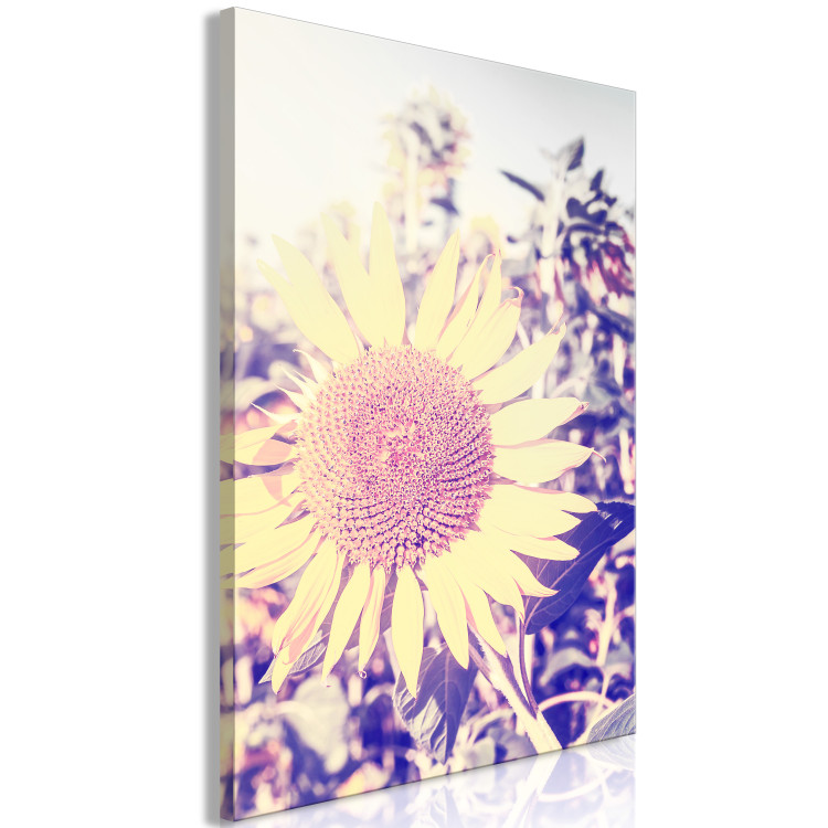 Canvas Print The memory of summer - a sunflower in a field with a purple glow 116430 additionalImage 2