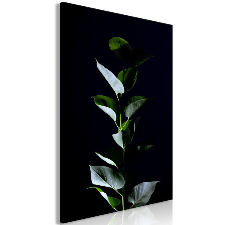 Canvas Print In the garden at night - photo of leaves on a black background 121630 additionalImage 2