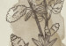 Wall Poster Field Sketch - plant with flowers on a light beige background in a retro motif 125730 additionalThumb 11