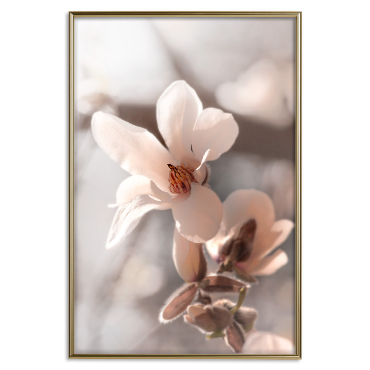 Poster Spring Light - light pink flower on spring composition background 127830 additionalImage 15