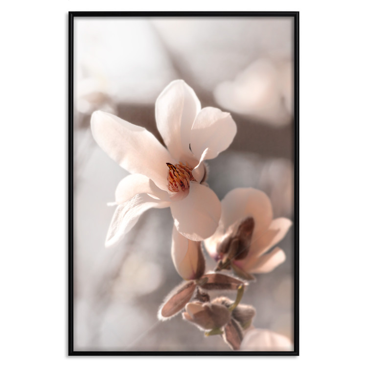 Poster Spring Light - light pink flower on spring composition background 127830 additionalImage 16