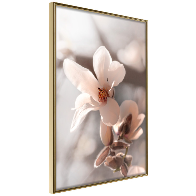Poster Spring Light - light pink flower on spring composition background 127830 additionalImage 12